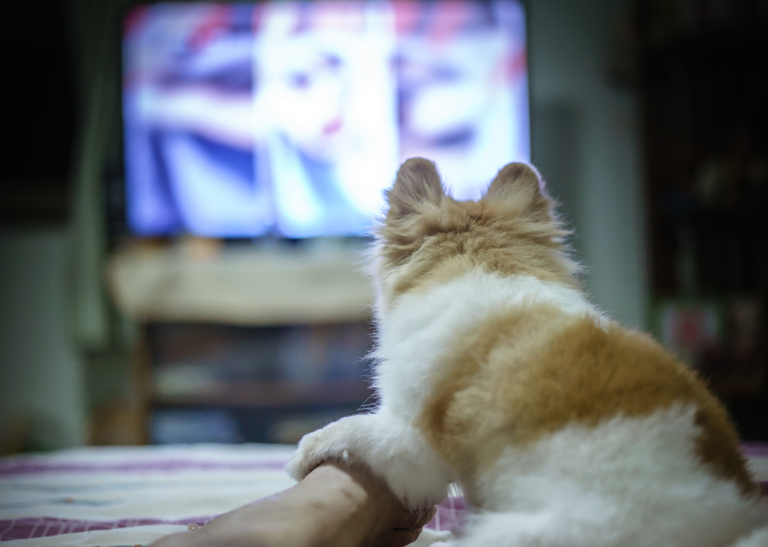 Dogs can watch TV